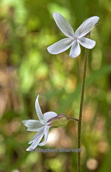 lithophragma bolanderi 3 graphic